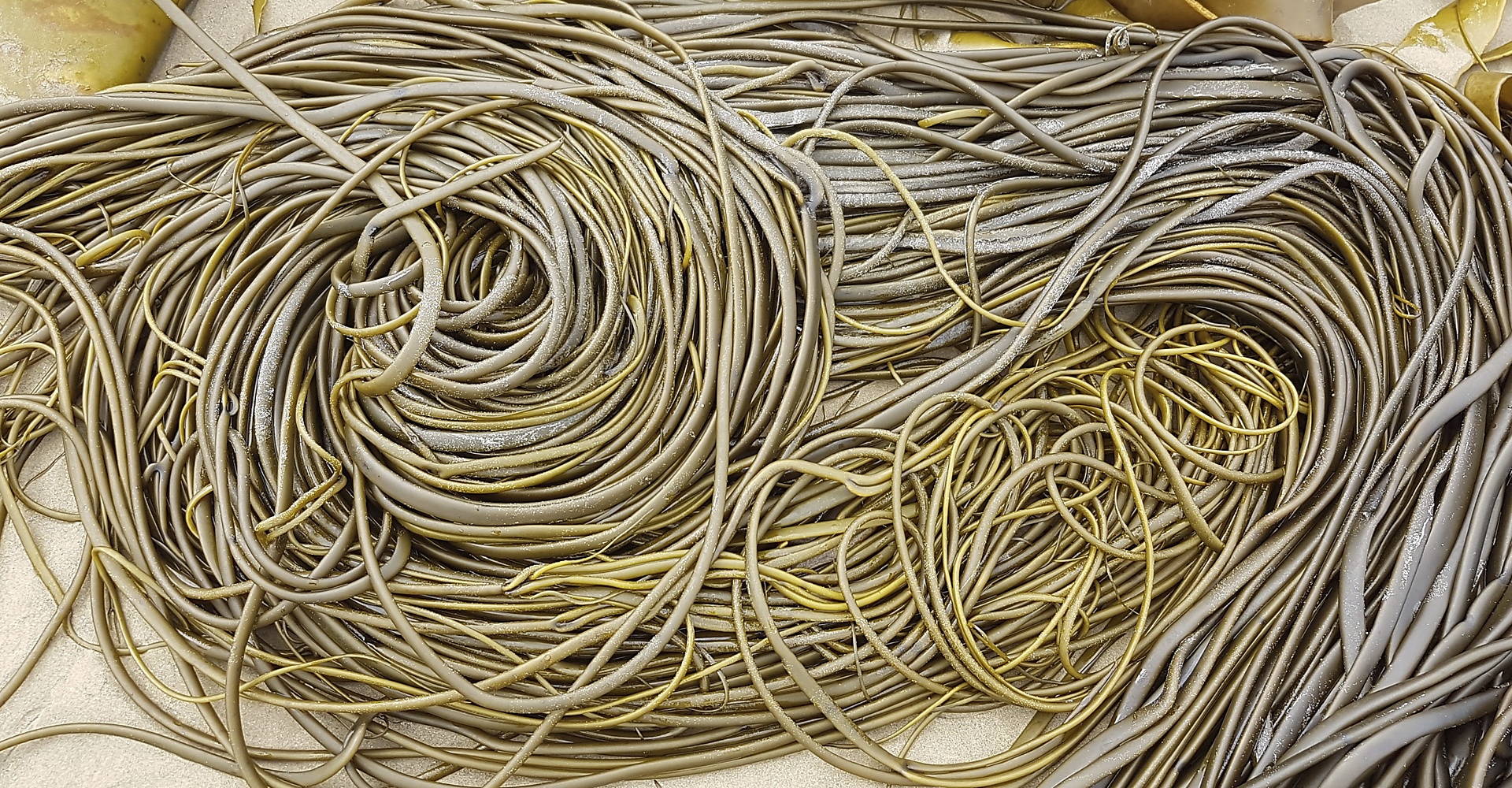 6208ba4e9ab26-SeaweedSpaghettiBANNER 1.jpg